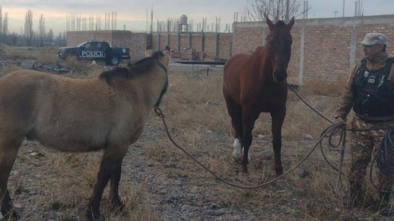 Recuperan en Mendoza caballos robados para vender sus carnes
